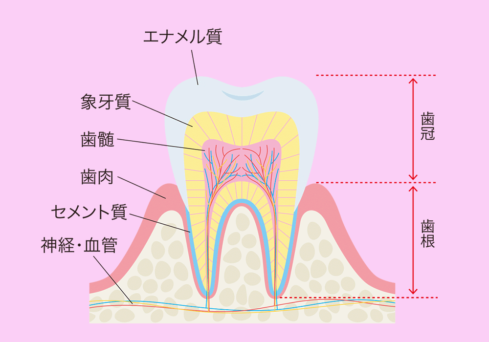 歯の構造