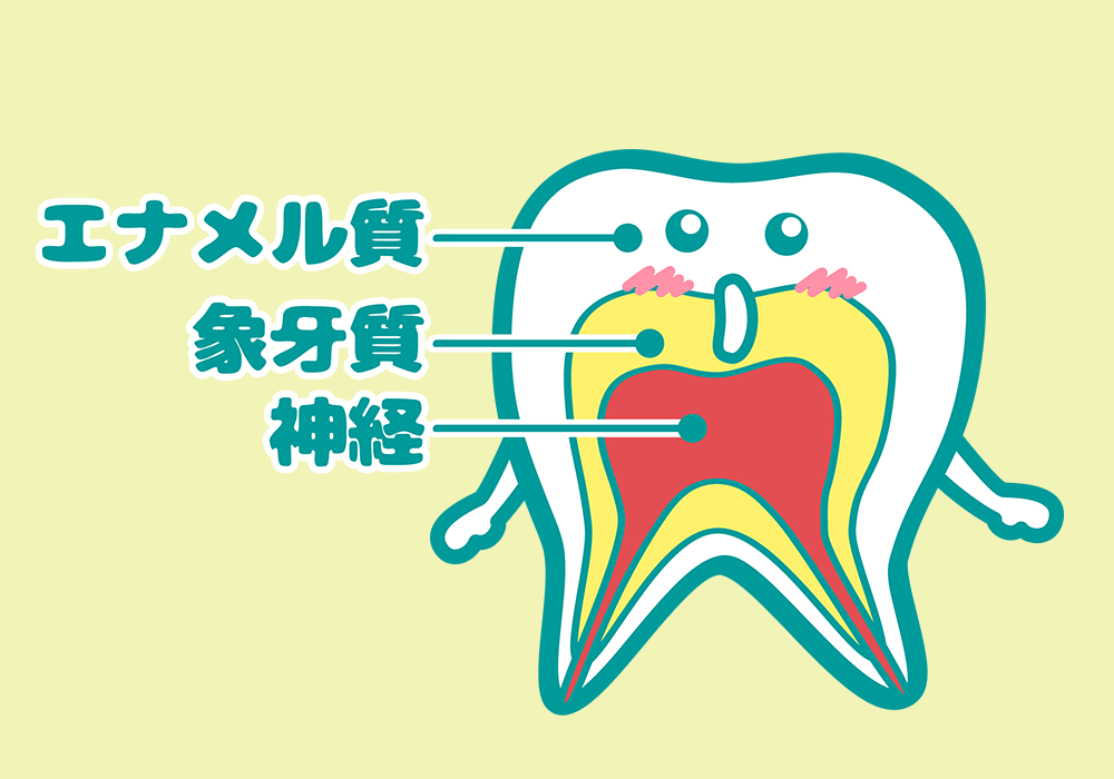 歯の構造イラスト